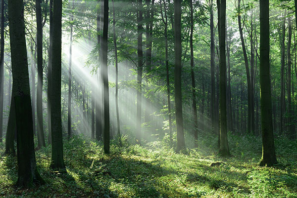 Immagine sostenibilit&agrave;